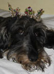 Dog with Tiara